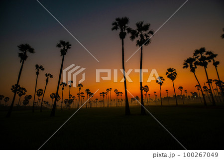 Silhouette sunrise on rice plantation field with sugar palm 100267049