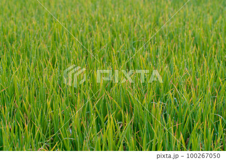 Green paddy rice field with dew drop morning scene 100267050