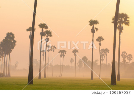 Silhouette sunrise on rice plantation field with sugar palm 100267057