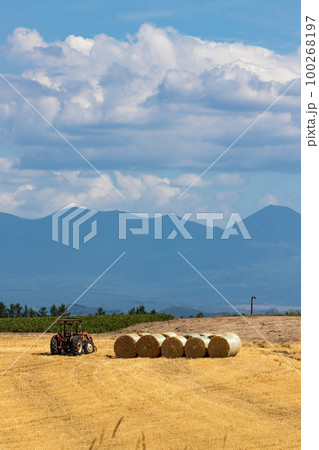 北海道美瑛町の夏の風景 100268197