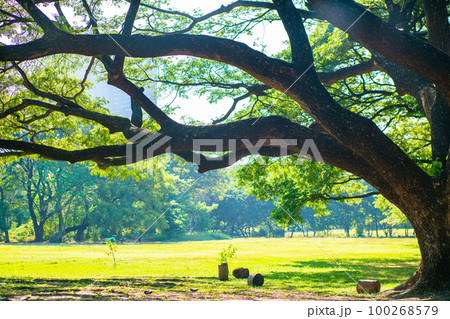 Nature green city park with tree green meadow morning sunlight Nature green city park with tree green meadow morning sunlight 100268579