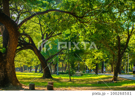 Nature green city park with tree green meadow morning sunlight Nature green city park with tree green meadow morning sunlight 100268581