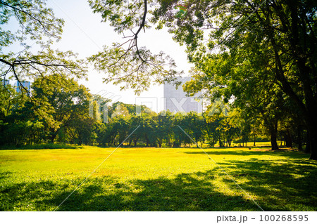 Nature green city park with tree green meadow morning sunlight Nature green city park with tree green meadow morning sunlight 100268595