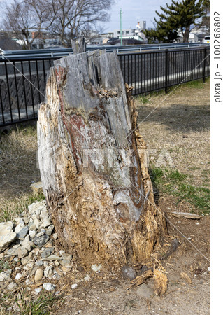 切り倒され朽ちていく木の幹 切り倒され朽ちていく木の幹 100268802