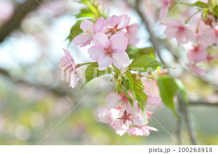 河津桜 河津桜 100268918