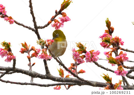 メジロと河津桜 100269231