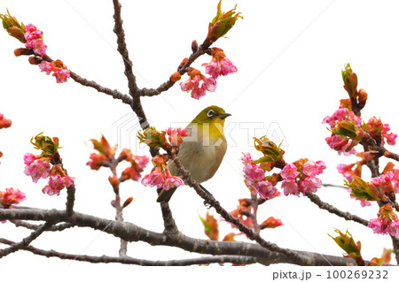 メジロと河津桜 メジロと河津桜 100269232