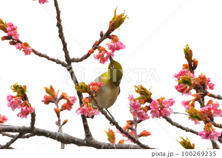 メジロと河津桜 100269235