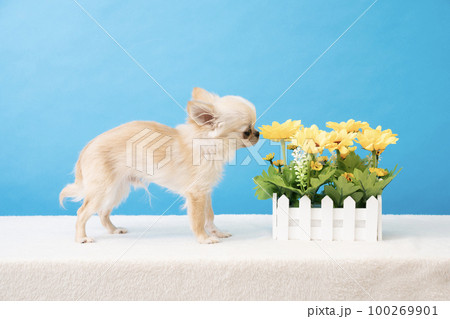 ブルーバックと黄色い花にキスをするチワワの仔犬 ブルーバックと黄色い花にキスをするチワワの仔犬 100269901