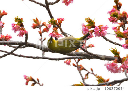 メジロと河津桜 100270054