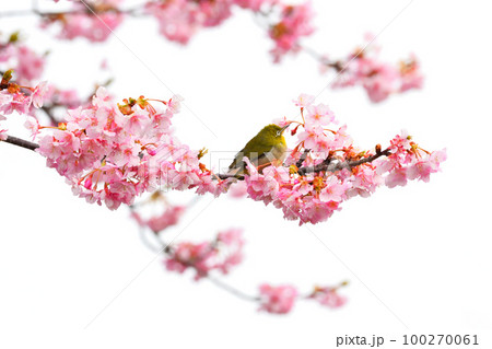 メジロと河津桜 メジロと河津桜 100270061