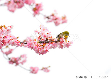メジロと河津桜 メジロと河津桜 100270062
