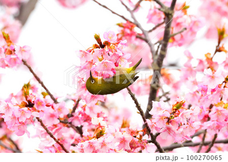 メジロと河津桜 メジロと河津桜 100270065