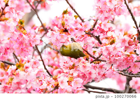 メジロと河津桜 メジロと河津桜 100270066