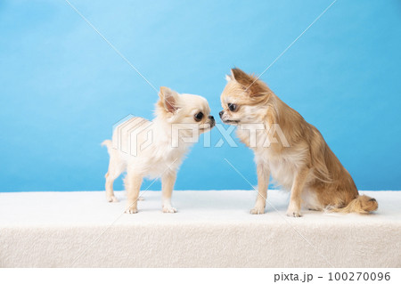 ブルーバックと2匹のチワワ ブルーバックと2匹のチワワ 100270096