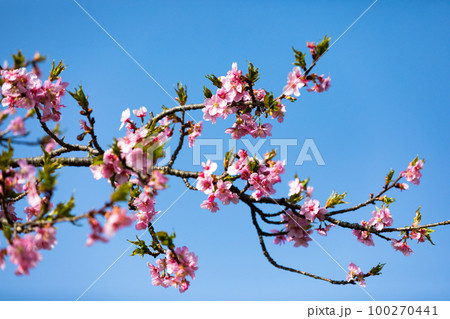 埼玉県坂戸市すみよし桜の里 河津桜 埼玉県坂戸市すみよし桜の里 河津桜 100270441