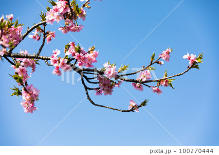 埼玉県坂戸市すみよし桜の里 河津桜 埼玉県坂戸市すみよし桜の里 河津桜 100270444
