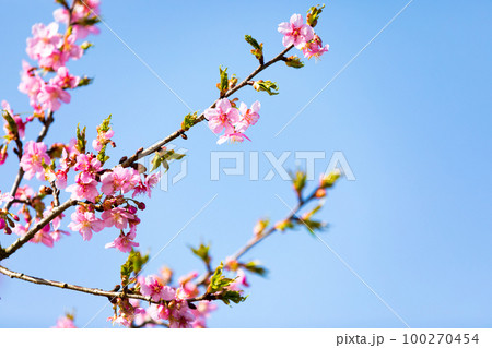 埼玉県坂戸市すみよし桜の里 河津桜 埼玉県坂戸市すみよし桜の里 河津桜 100270454