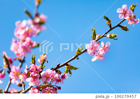 埼玉県坂戸市すみよし桜の里 河津桜 埼玉県坂戸市すみよし桜の里 河津桜 100270457