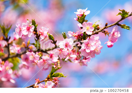 埼玉県坂戸市すみよし桜の里 河津桜 埼玉県坂戸市すみよし桜の里 河津桜 100270458