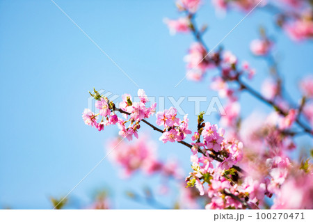 埼玉県坂戸市すみよし桜の里 河津桜 埼玉県坂戸市すみよし桜の里 河津桜 100270471