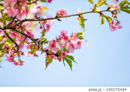 埼玉県坂戸市すみよし桜の里 河津桜 埼玉県坂戸市すみよし桜の里 河津桜 100270484