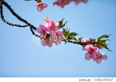 埼玉県坂戸市すみよし桜の里 河津桜 埼玉県坂戸市すみよし桜の里 河津桜 100270507