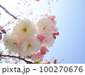 青空に映える白い八重桜 100270676