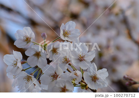 ライトに照らされている春に咲いた桜 ライトに照らされている春に咲いた桜 100270712