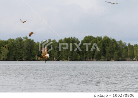 The Red eagle fly on the sky in nature at thailand The Red eagle fly on the sky in nature at thailand 100270906