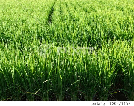 Rice field (Japan) Rice field (Japan) 100271158