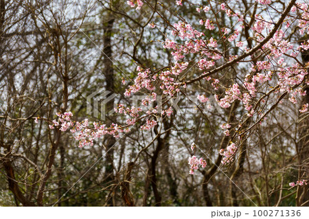 綺麗な早咲きの桜 100271336