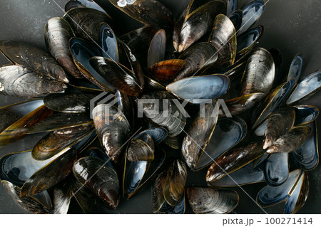 Empty Mussels Shell, Black Clams Shells, Eaten Mollusc, Shellfish, Mussel on Wood Background Top View Empty Mussels Shell, Black Clams Shells, Eaten Mollusc, Shellfish, Mussel on Wood Background Top View 100271414