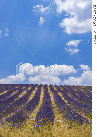 Lavender field near Montbrun les Bains and Sault, Provence, France 100271582