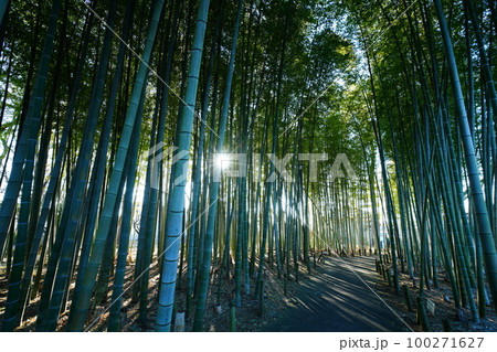 竹林 100271627