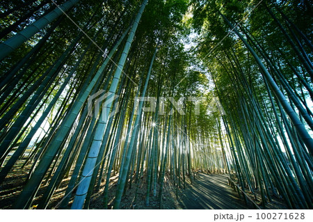 竹林 竹林 100271628