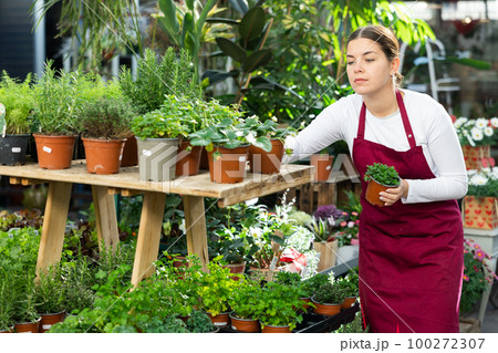 Florist woman worker swaps pots with spicy herbs 100272307
