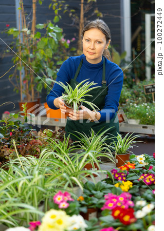 Woman seller holding chlorophytum crested in flower shop 100272449