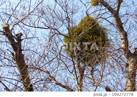 桜の木に寄生する宿木 100272776