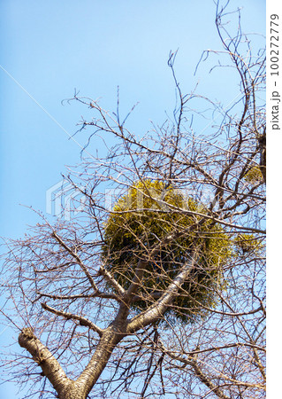 桜の木に寄生する宿木 100272779