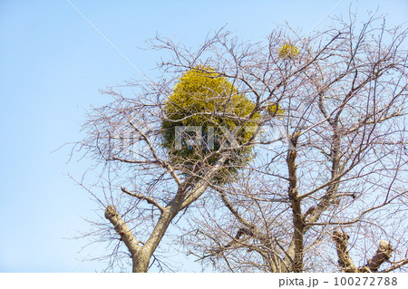 桜の木に寄生する宿木 100272788