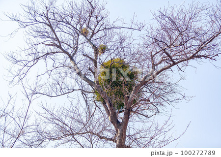 桜の木に寄生する宿木 100272789