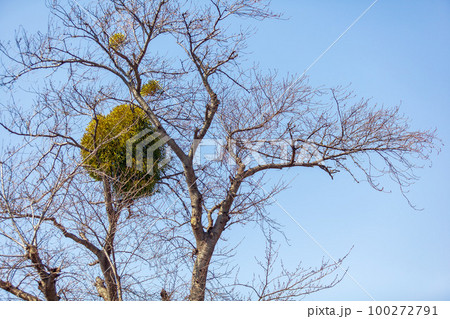 桜の木に寄生する宿木 桜の木に寄生する宿木 100272791