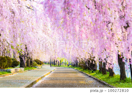 福島県　日中線しだれ桜並木 100272810