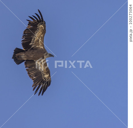 Griffon vulture in Canyon of Verdon River (Verdon Gorge) in Provence, France 100273064