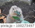 オグロプレーリードッグ 100273497