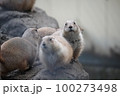 オグロプレーリードッグ 100273498