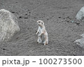 オグロプレーリードッグ 100273500