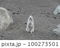オグロプレーリードッグ 100273501