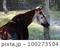 オカピ 100273504